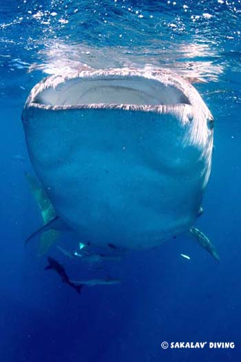 requin baleine Nosy Be